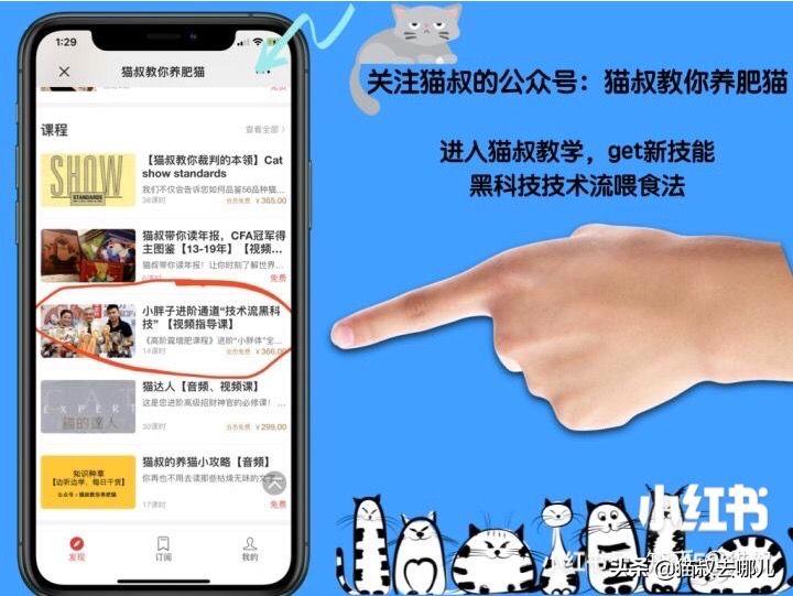 甲硝唑驱虫给猫用的剂量,养猫攻略关注事项