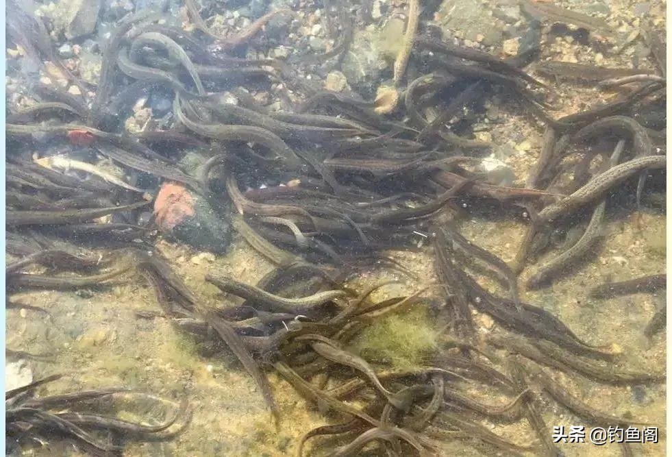 为啥泥鳅钓鱼是违法的呀,为啥泥鳅钓鱼厉害