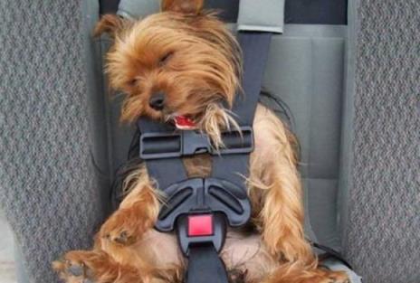 郑州到成都宠物托运,成都到重庆托运宠物多少钱