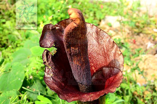 有毒但是很鲜的鱼,有毒但是可以治病的草