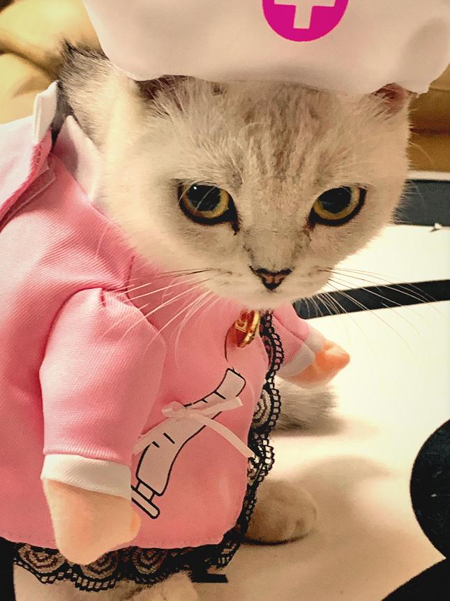 猫鼻支打喷嚏用什么药,猫咪喷嚏浓鼻涕怎么治疗