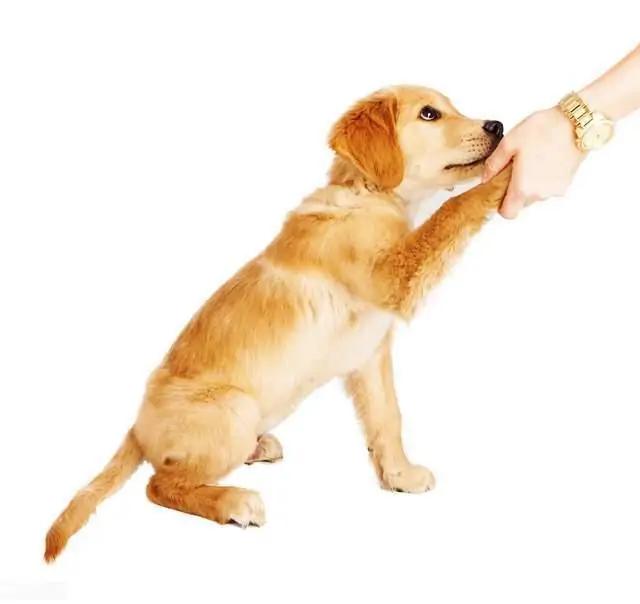 如何养好深色金毛的毛发,养黑色的金毛要关注什么