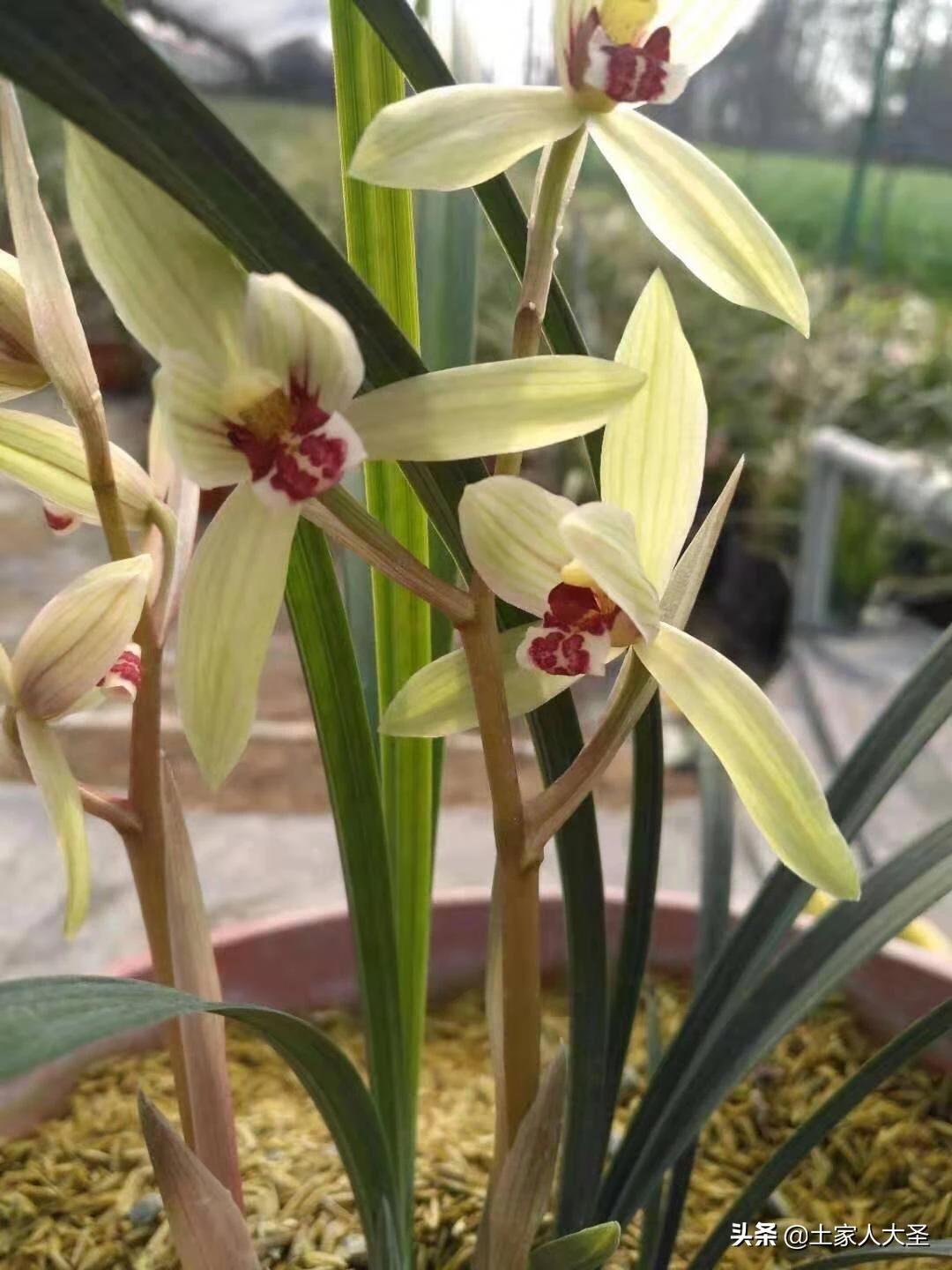 兰花如何引根和如何养根,兰花种植之前要杀菌处理吗