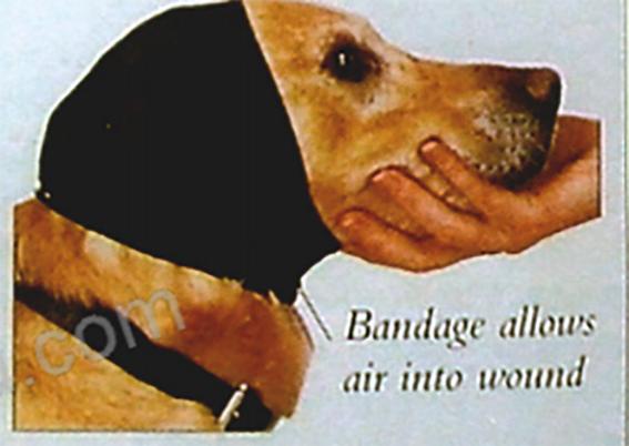 居家狗狗生活训练,日常护理狗狗皮肤不瘙痒