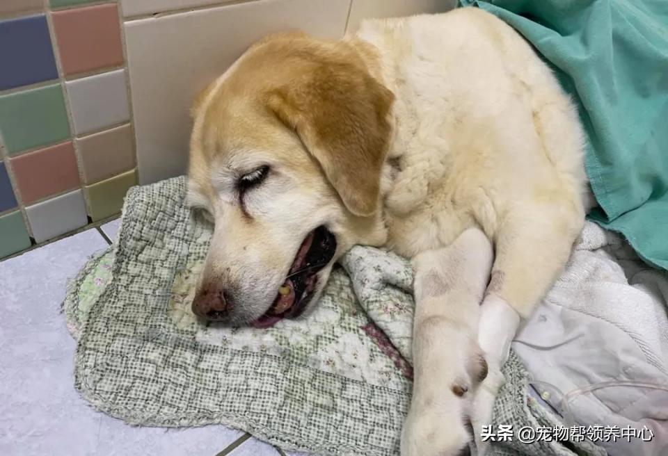 狗狗随地大小便警告语,狗狗随地大小便屡教不改