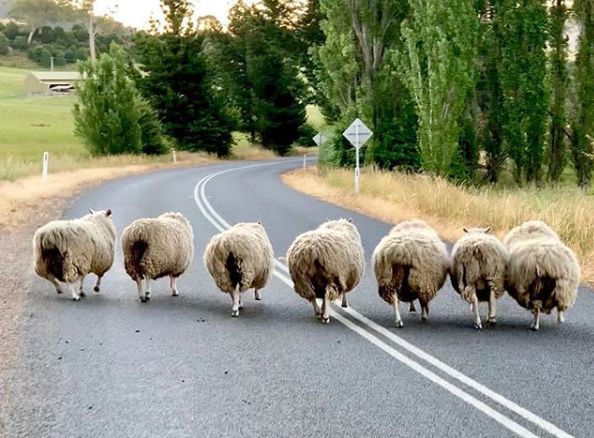 耐克阿迪比较火的鞋,耐克很火的网红鞋