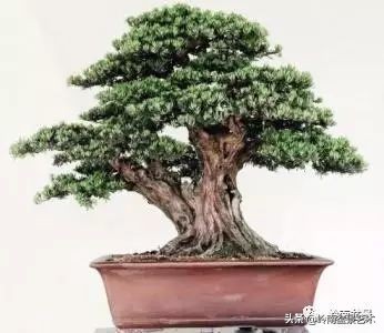 旺财罗汉松,罗汉松招财还是挡煞