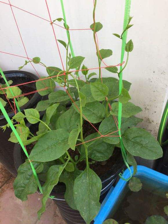 乡下比较适合的爬藤植物,有院子必养4种爬藤花