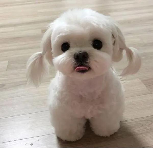 可怜的狗狗们,忠诚的狗狗们