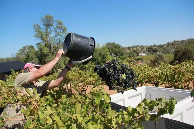 葡萄常见病害的识别与防治霜霉病,阳光玫瑰葡萄最常见病害