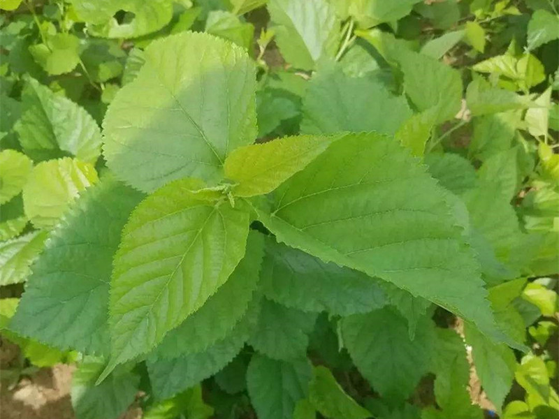 饲料桑种苗,饲料桑是什么