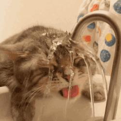 猫咪突然爱喝水吃了东西马上吐,猫咪突然爱喝水但是有精神