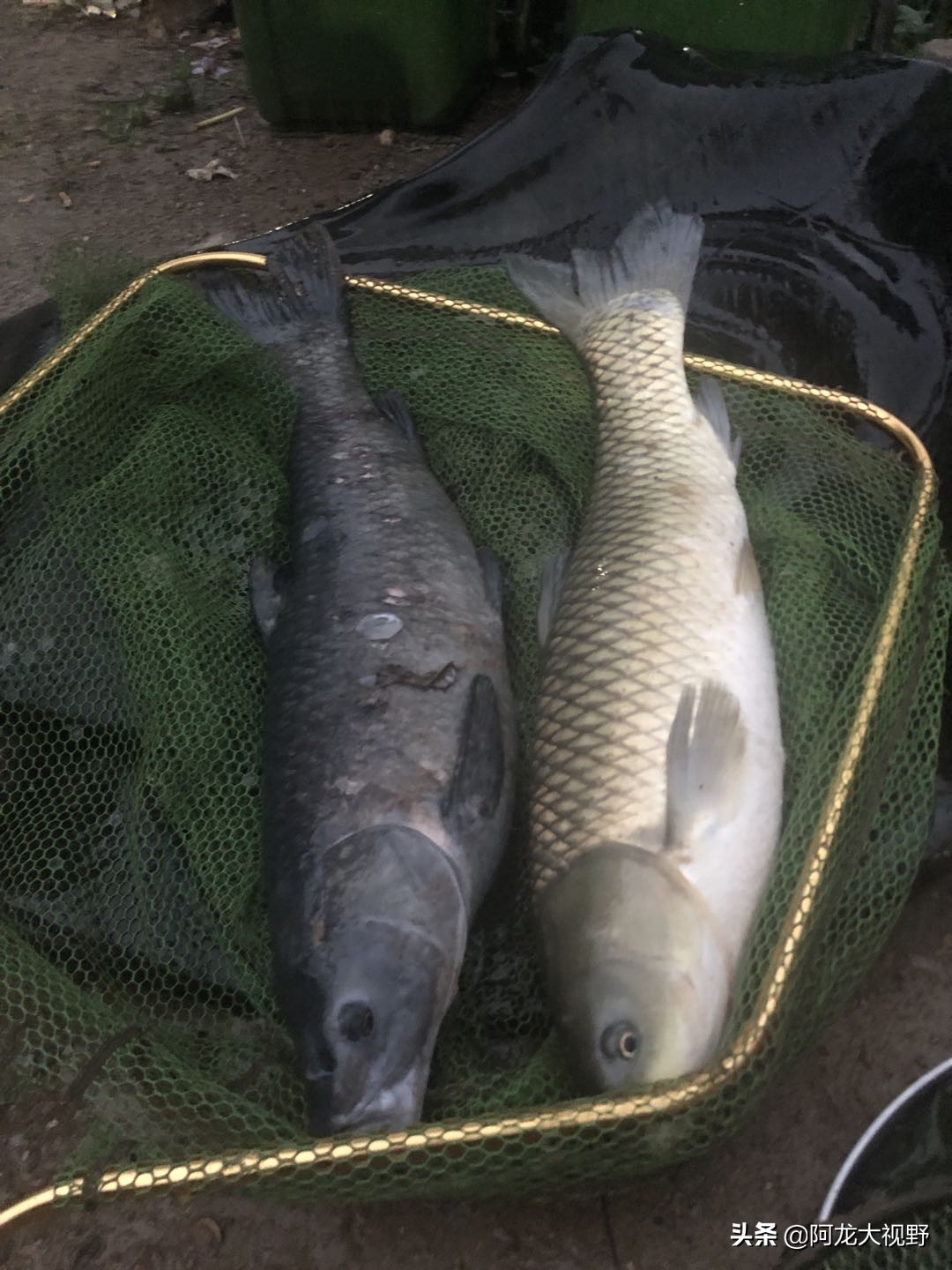 钓鱼钩的种类及图解,初学钓鱼鱼钩的选择图解