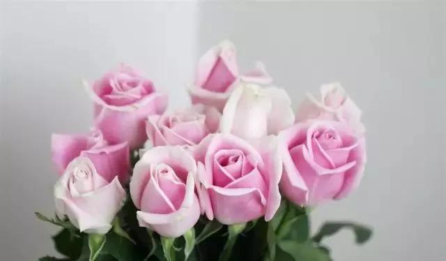 每天学习一点点花卉,100种常见玫瑰品种