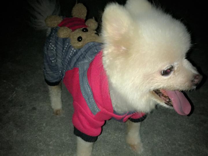 狗狗心脏肥大喘得厉害怎么办,狗狗心脏肥大能治好吗应如何调理