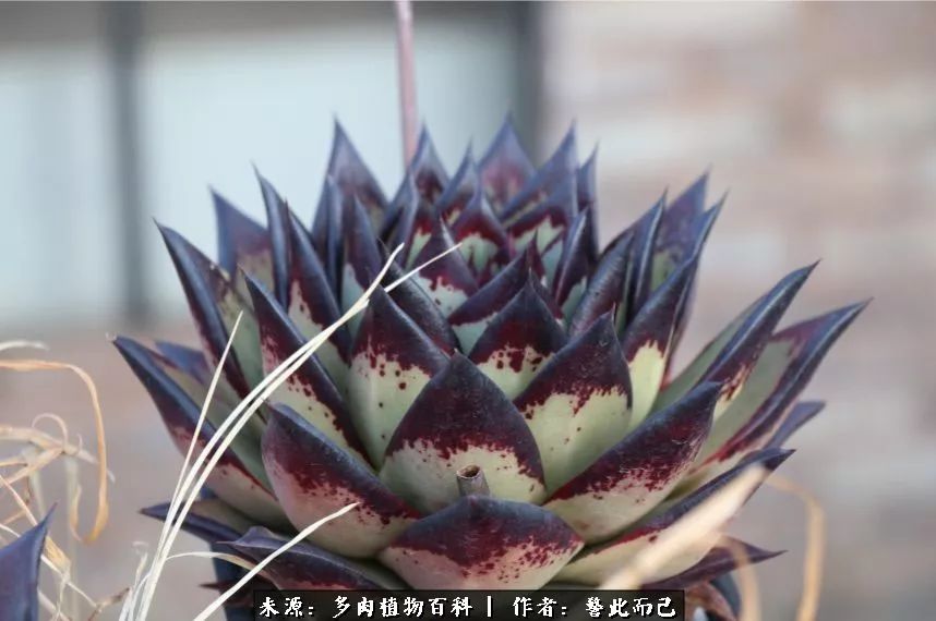 小警察的乌木：红与黑的霸气之美！