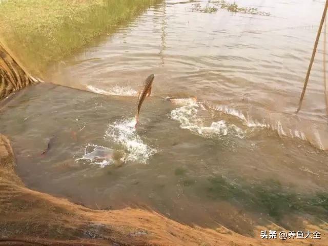 养金龙鱼过程马来西亚,马来西亚养金龙