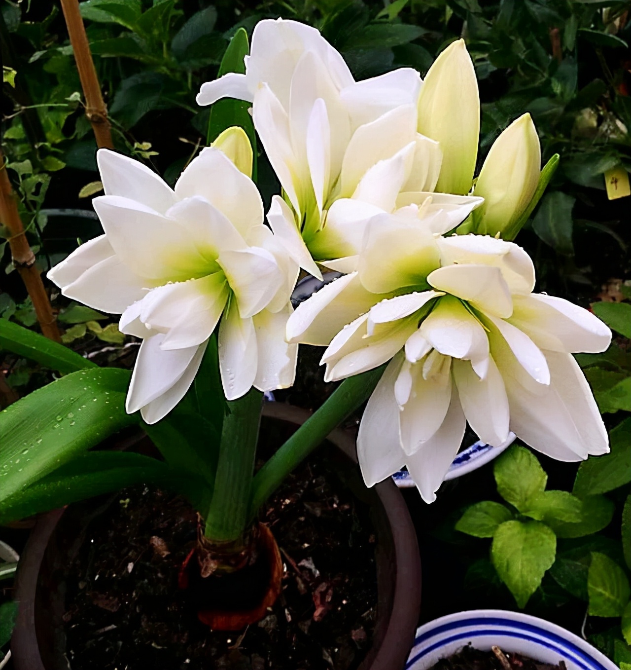 便宜的网红花有哪些图片,4种高颜值网红花