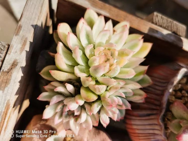 冬日如何更好地养多肉,冬天可以户外养护的多肉