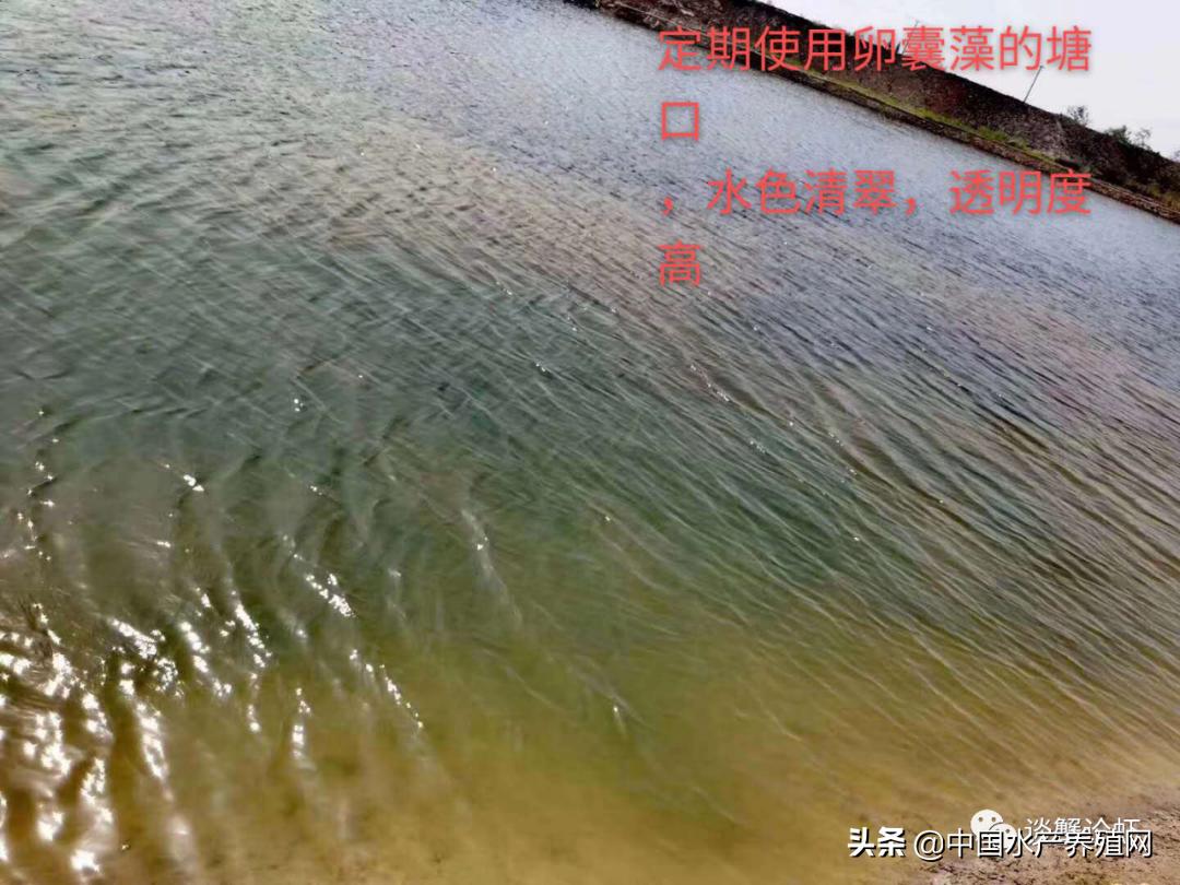 养殖塘蓝藻有什么危害,蟹塘养殖前期蓝藻爆发怎么办