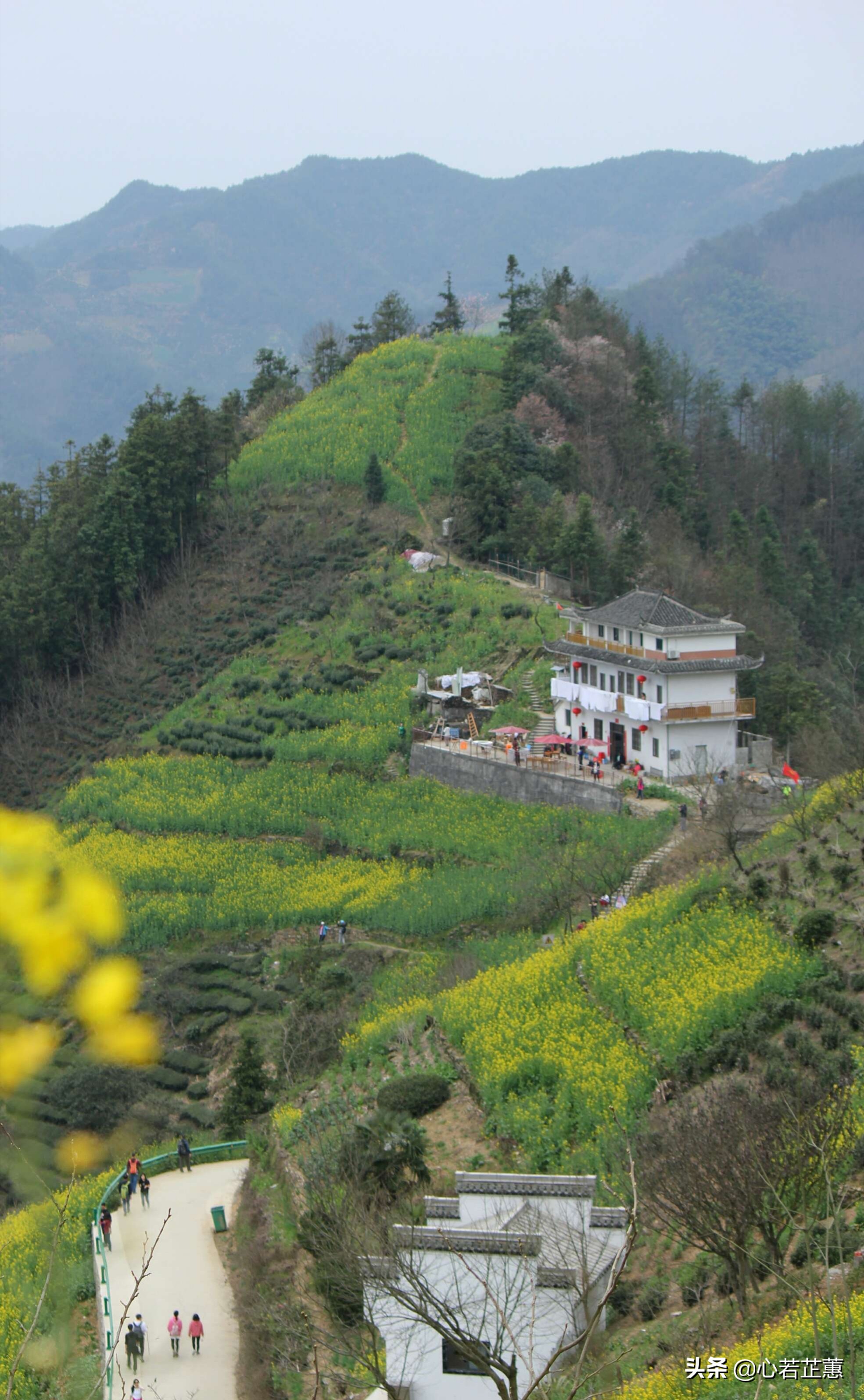 油菜花一片片的像什么,梯田油菜花和平原油菜花