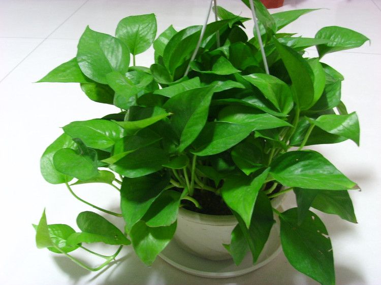 绿萝的叶片出现黑斑，做好这几点，轻松恢复生机