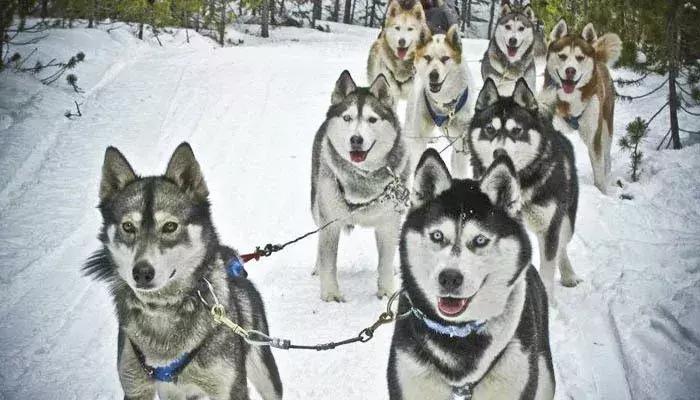 如果要找工作，你家傻狗除了卖萌还能干什么？