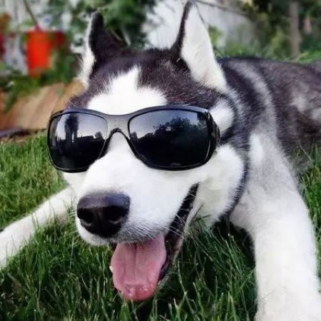 想养哈士奇但怕它拆家,哈士奇被父母遛的不拆家了