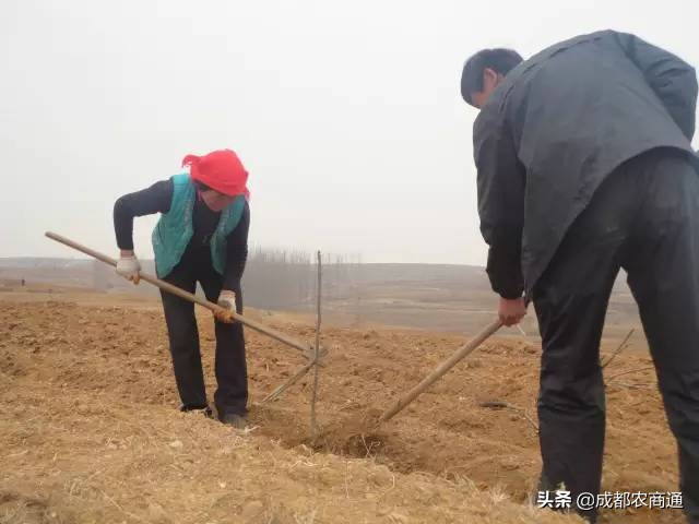 核桃苗怎么栽培,核桃苗栽培