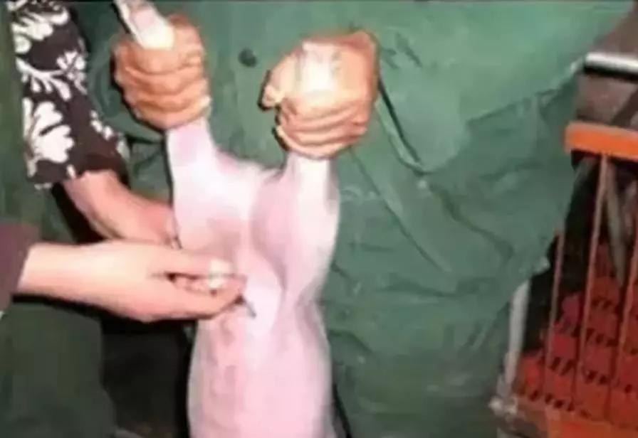 仔猪拉脱水怎么急救,出生三天仔猪脱水怎么补救