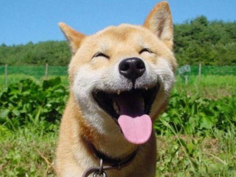 常见的养宠问题,养宠小知识驱虫