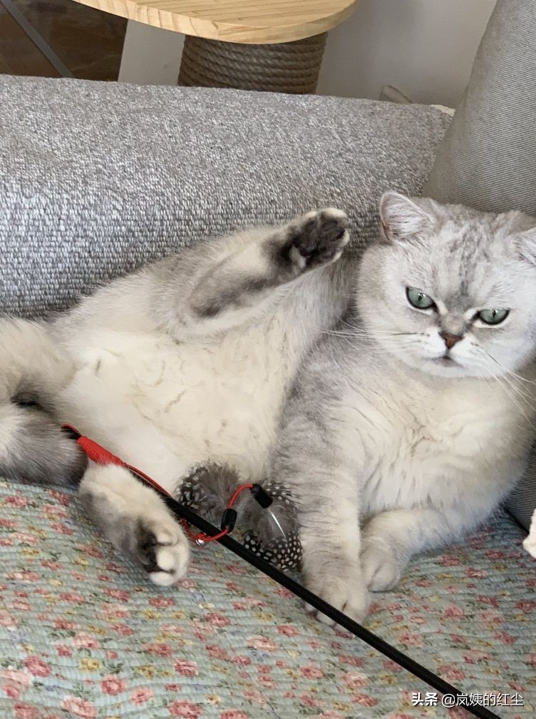 猫丢了剪刀大法超灵验,当你的猫丢了而它在街上