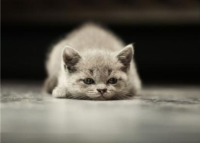 猫咪一直打喷嚏怎么预防感冒,猫咪过敏打喷嚏怎么办