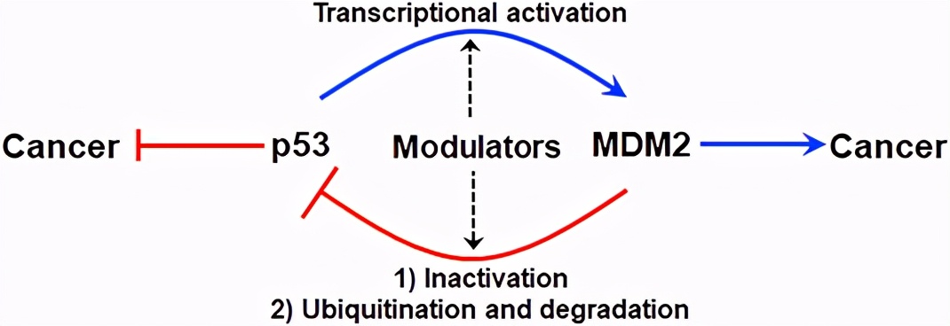 ​挑战传统理论：顾伟团队发现p53蛋白稳定非其抑癌作用所必需