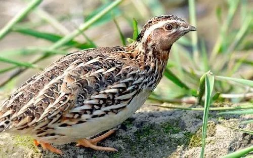厉害了！武进竟隐藏着一位“大神”，练就了“瞎子”听鸟的本事~