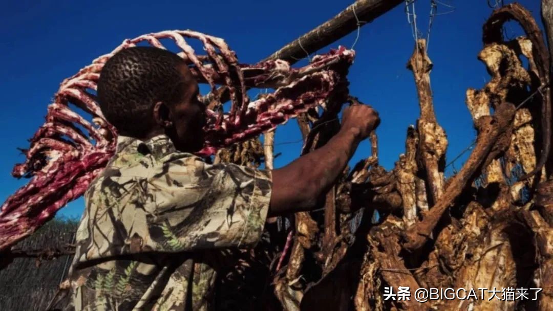 南非养狮业历史 (养狮子9年后重返非洲)