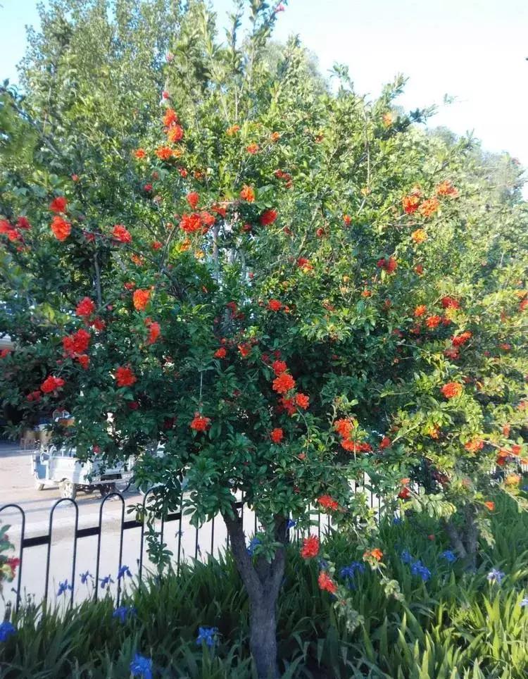 石榴树树干修剪视频,石榴树修剪枝条的方法