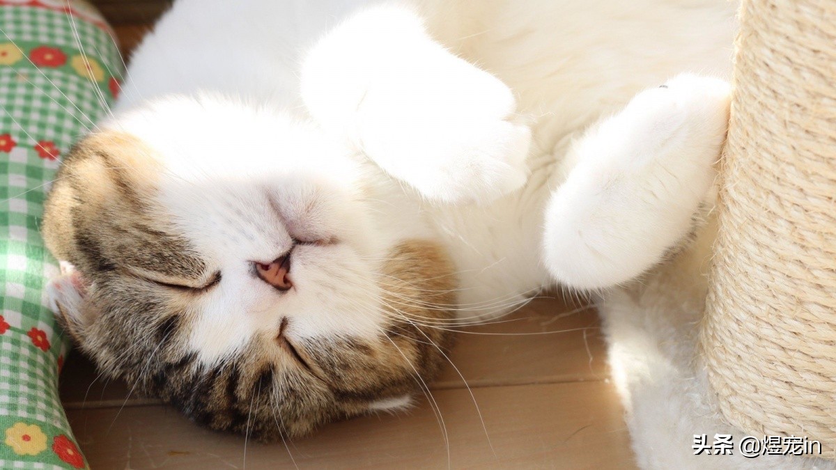 猫咪喝了脏水会怎么样,喝水多会导致猫咪拉稀吗