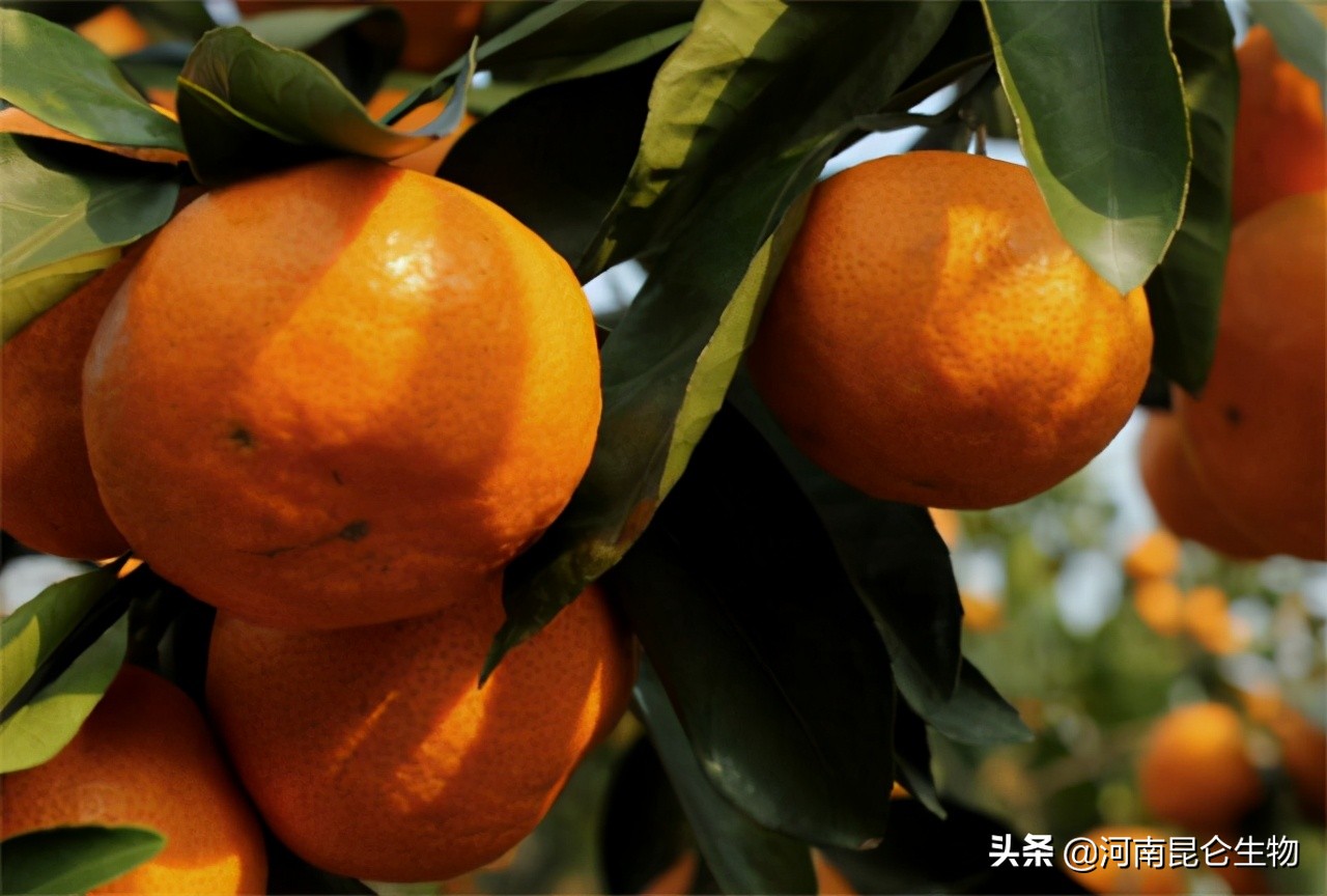 砂糖桔得了根腐病怎么办,砂糖橘褐斑病用什么药