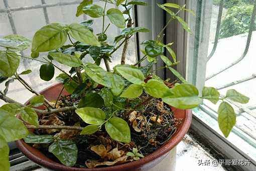 快死的发财树如何救活,如何拯救快死的发财树