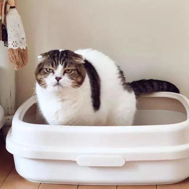 为什么猫咪便便这么臭,怎么让猫咪的便便不臭