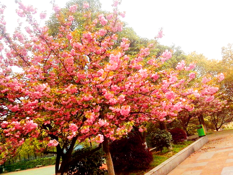 为什么要去长沙民政职业技术学院,长沙民政职业技术学院校园圈