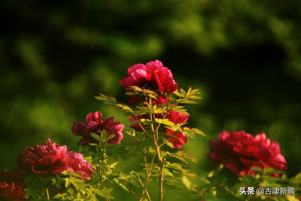 最美牡丹诗词20首,研究牡丹花