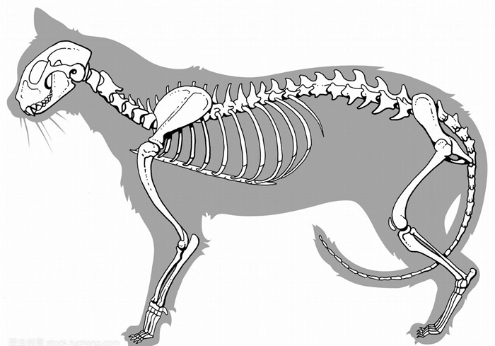 辟谣，猫咪尾巴一直不动很正常？错，不仅反常更有瘫痪风险