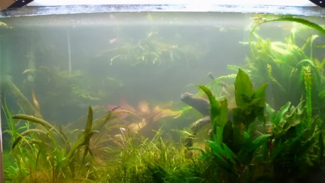 新鱼缸放鱼后水质非常浑浊,鱼缸加了益生菌后水质发白浑浊