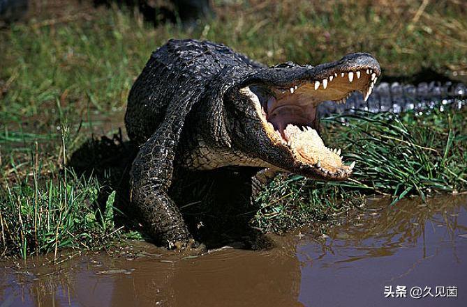 40万只缅甸蟒肆虐美国，放肆绞杀本地物种，美国人试图将其吃光