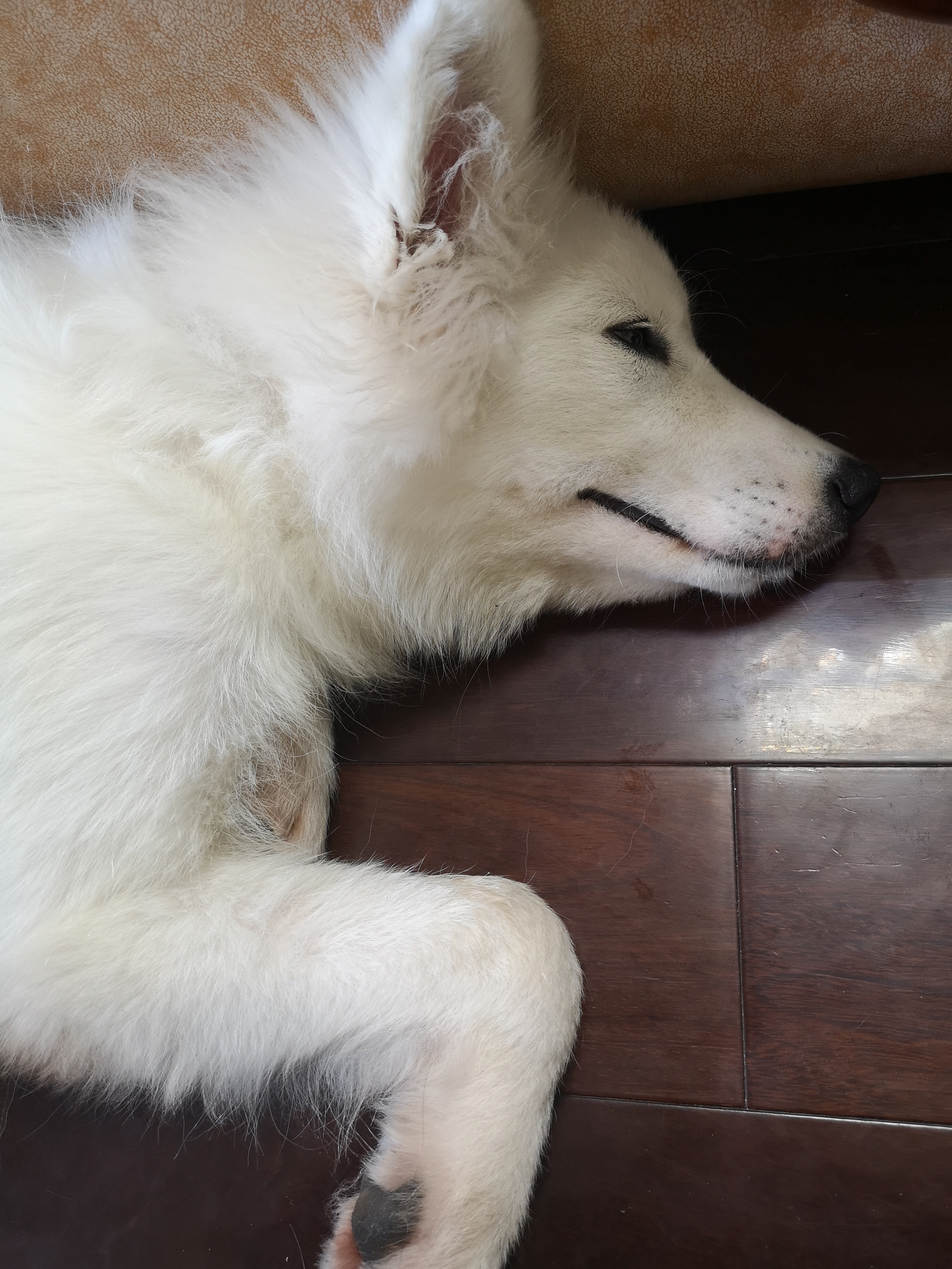 狗狗喝水也护食,狗狗特别能喝水这样正常吗