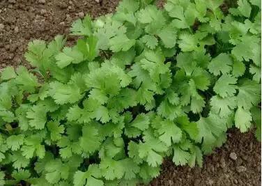 香菜种子最快发芽的处理方法,香菜种子覆土厚了还能出苗吗