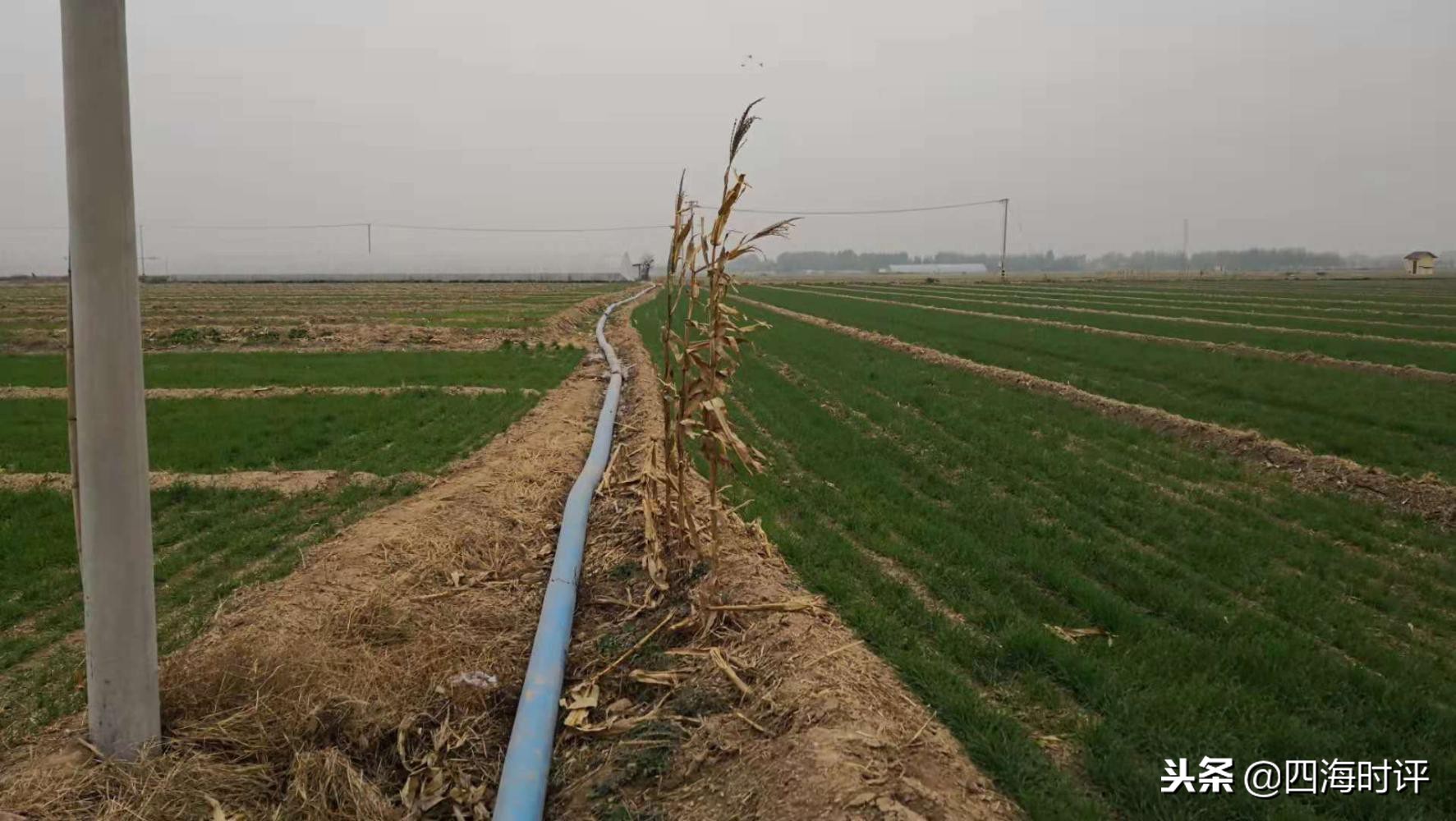 小麦浇地时间表,什么情况下小麦该浇地了