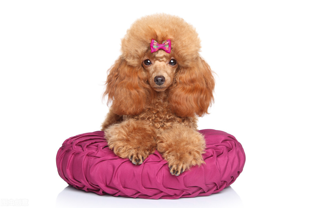 贵宾犬一般性格,贵宾犬的6大优点养一只不吃亏